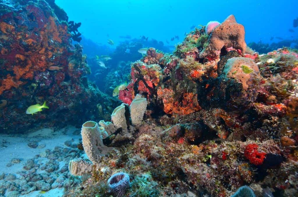 reef coral