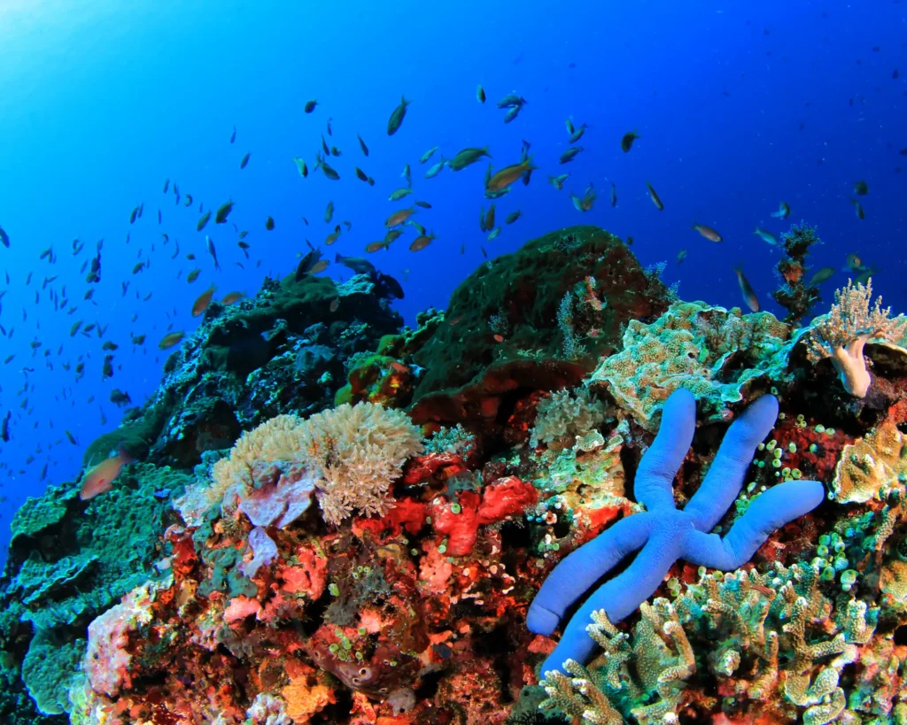 Cozumel Reefs: Diving & Snorkeling from Your Doorstep